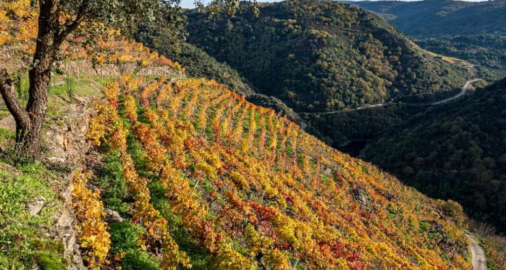 Escapada Enológica D.O. Ribeira Sacra y Monasterio San Vicente do Pino