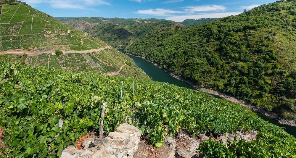 Escapada Enológica D.O. Ribeira Sacra y Monasterio San Vicente do Pino