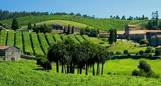 Escapada Enológica y Pazos de Galicia. La ruta de la Camelia