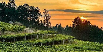 Escapada Enológica y Pazos de Galicia. La ruta de la Camelia