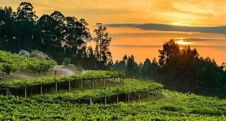 Escapada Enológica y Pazos de Galicia. La ruta de la Camelia