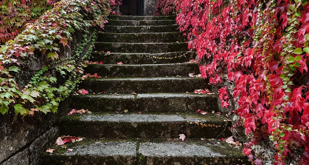 Escapada Enológica y Pazos de Galicia. La ruta de la Camelia