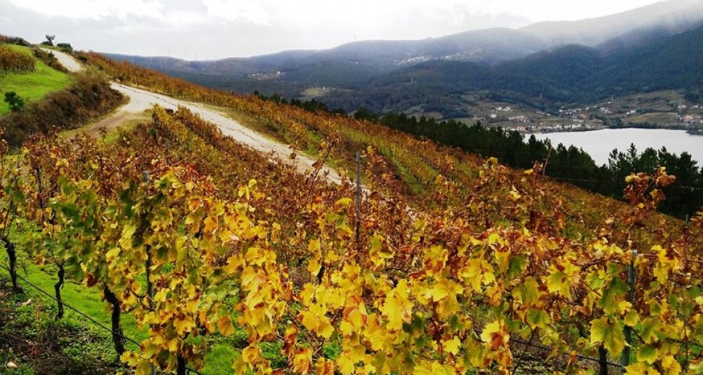Escapada Gastronómica y Enológica en Ourense