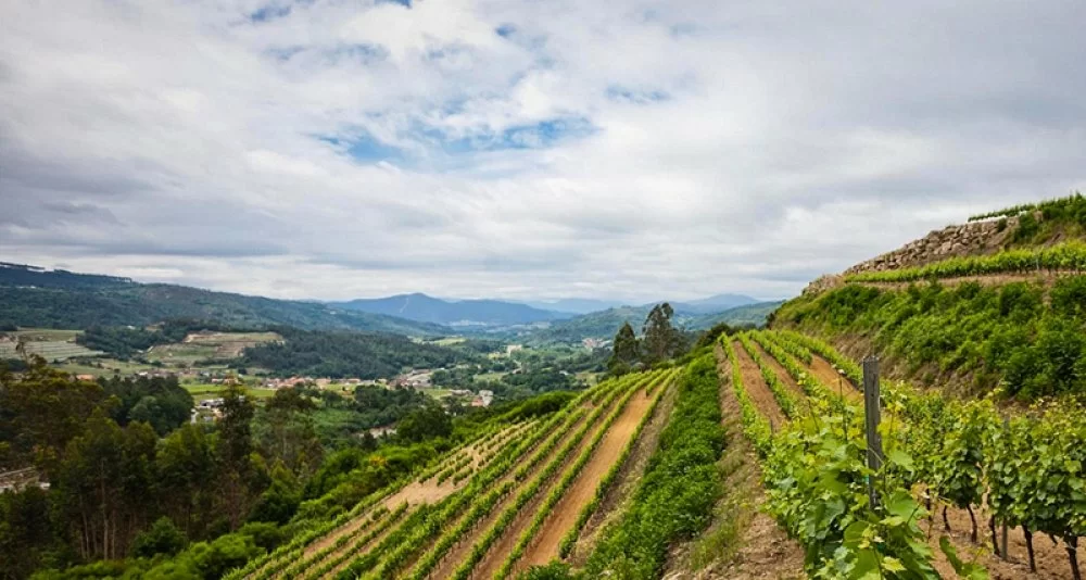 Escapada Privada gastro-enológica en Pazos en Galicia