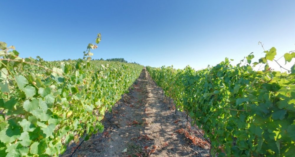 Gastronomic and Oenological Getaway in Ourense