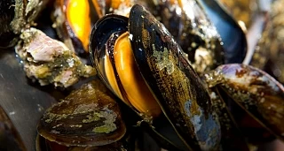 Mussels route from O Grove