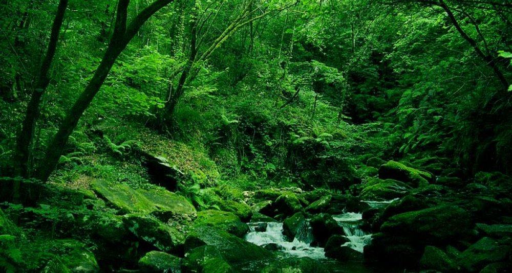 Naturaleza salvaje: Fragas de Eume