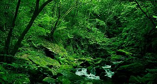 Naturaleza salvaje: Fragas de Eume