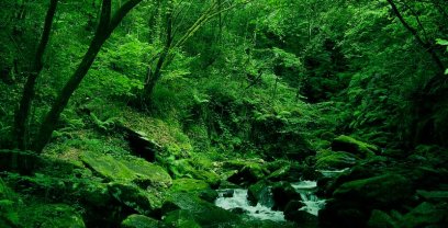 Naturaleza salvaje: Fragas de Eume