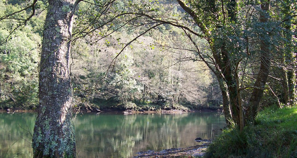 Naturaleza salvaje: Fragas de Eume