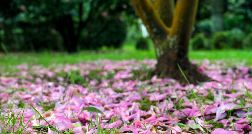 Oenological Gateway & Pazos de Galicia. The Camellia Route
