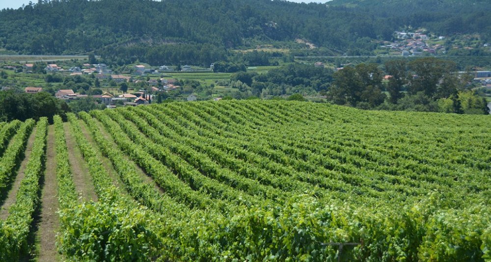 Oenological Gateway & Pazos de Galicia. The Camellia Route