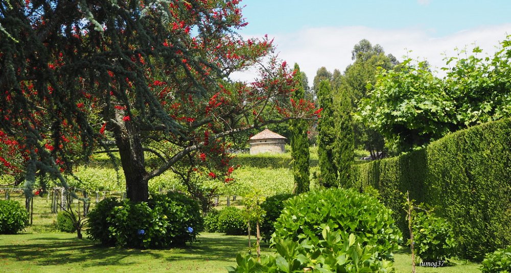 Oenological Gateway & Pazos de Galicia. The Camellia Route
