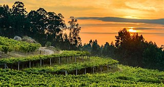 Oenological Gateway & Pazos de Galicia. The Camellia Route