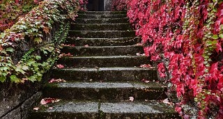 Oenological Gateway & Pazos de Galicia. The Camellia Route