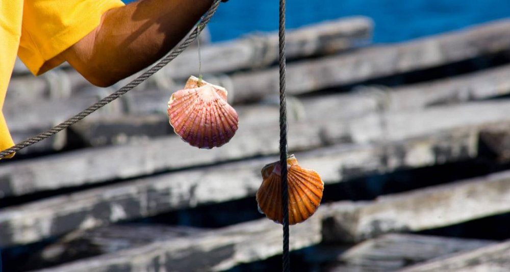 Ruta de los mejillones desde O Grove